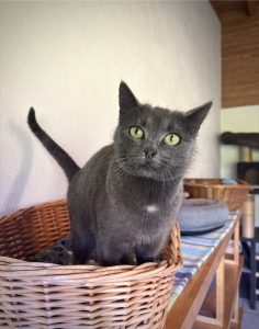 Akira