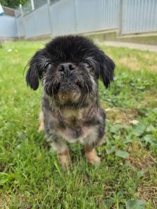Dana - En cours d'adoption