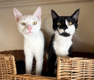 Darwin & Dakota