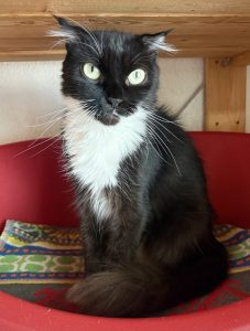 Oona