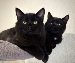 Vito & Vador