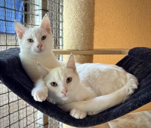 Disco et Diesel