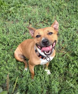 Kyra - En cours d’adoption