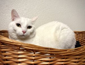 Milo