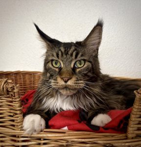 Olympe