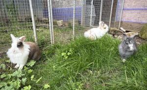 Oréo, Oréa & Milka