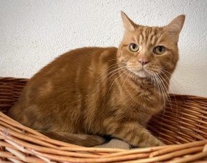 Oscar