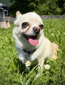 Pepe - En cours d'adoption
