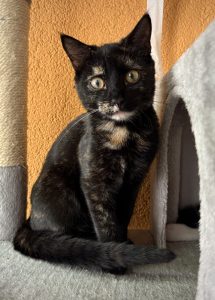 Tosca